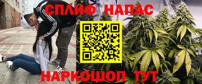 стафф Кингисепп