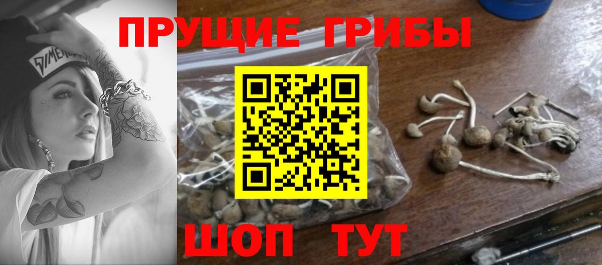 Галлюциногенные грибы MAGIC MUSHROOMS  Вход с VPN  Кольчугино  Псилоцибиновые грибы GOLDEN TEACHER 